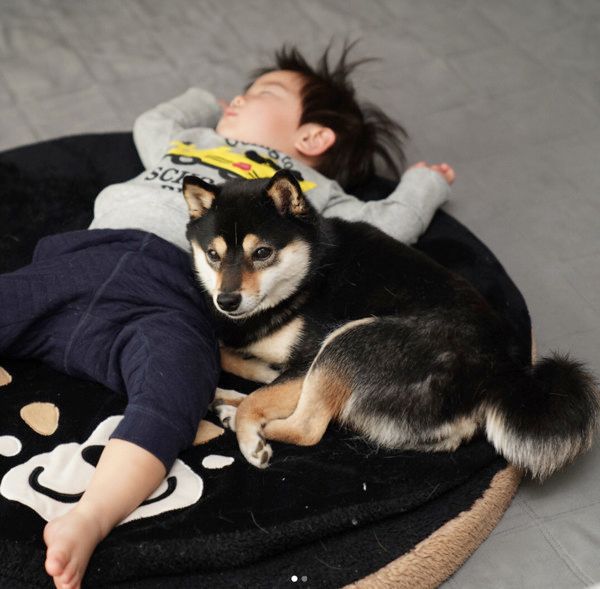 添い寝する柴犬