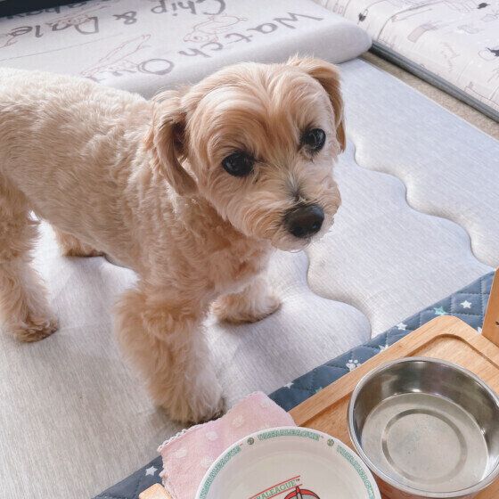 Mix(小型犬)のmocoちゃん♪