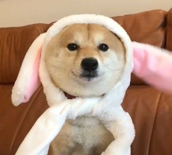 豆柴の豆千代くん