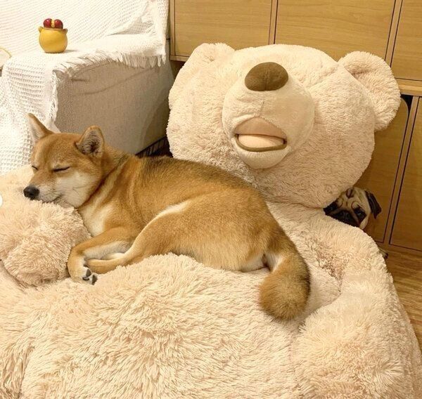 クマのぬいぐるみの上でくつろぐアキちゃんと、陰に隠れるラルくん