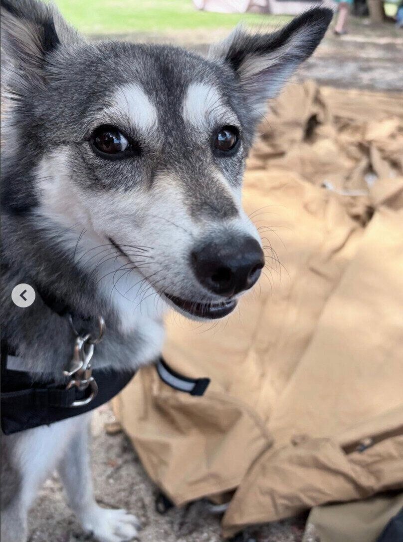 キャンプを楽しむララちゃん。