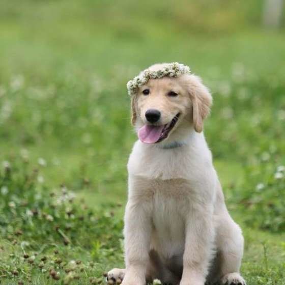 お散歩するゴールデン・レトリーバー