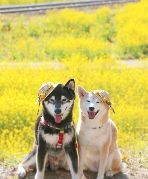 お出かけを楽しむゆりあちゃん、けんしろうくん