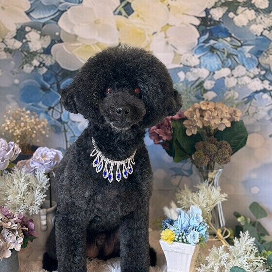 トイ・プードルのPrinceくん