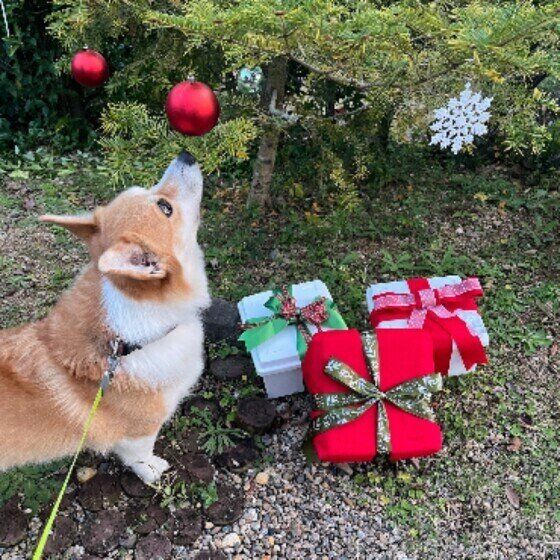 犬はモノをどのように探す？ 嗅覚と脳への刺激の関係 いぬのきもち