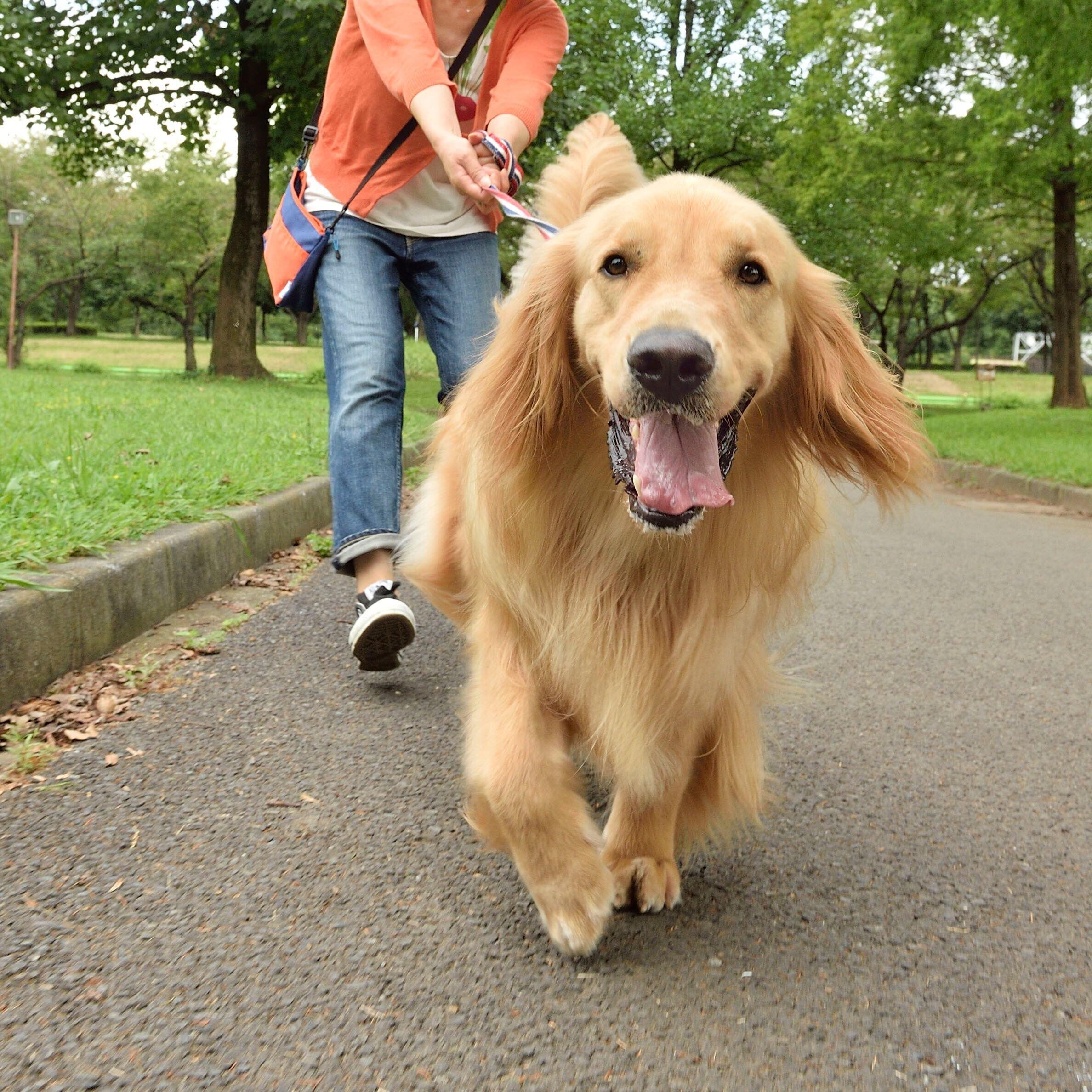 リードを手首にぐるぐる巻くのはNG！　安全そうに見えますが、引っ張られたときに手を痛めたり転倒したりしやすく危険