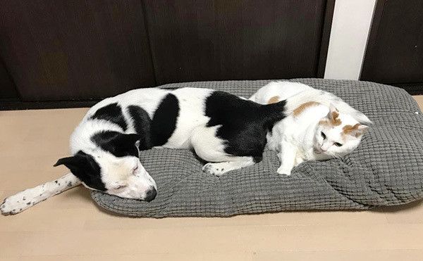 眠る犬と猫