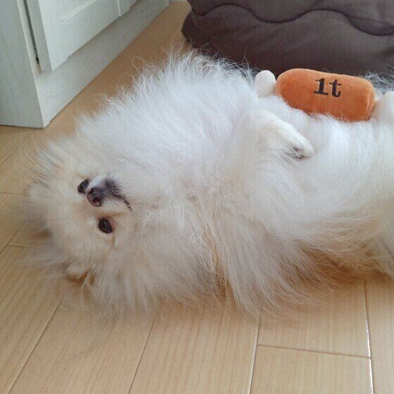 へそ天しているポメラニアン