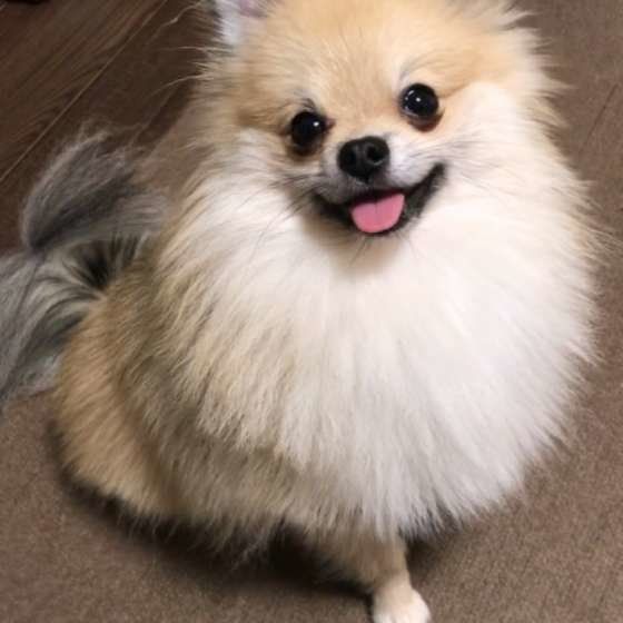笑顔がかわいいポメラニアン