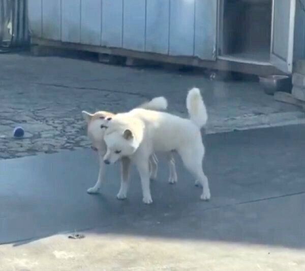 ワンプロするみかんちゃんとQ太郎くん