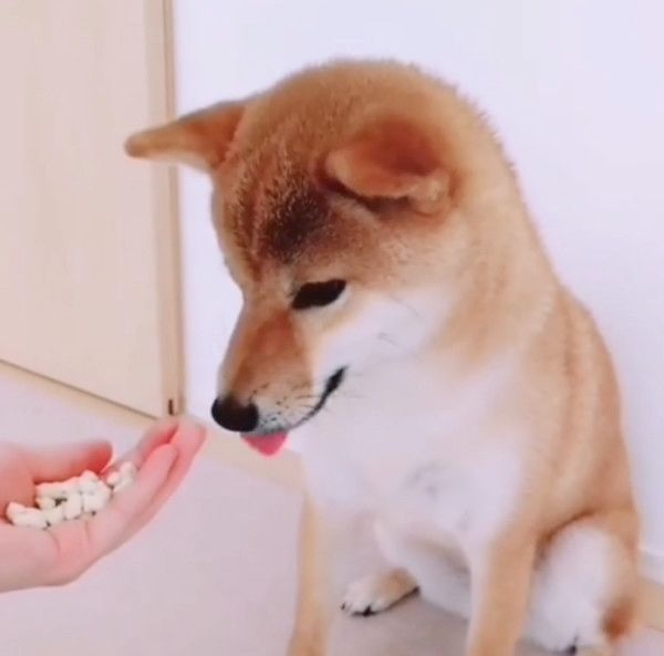 おやつを当てる柴犬