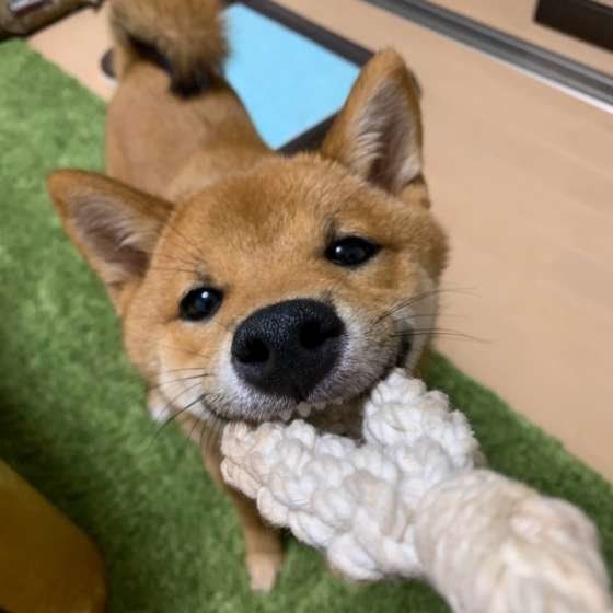 おもちゃで遊ぶ柴犬