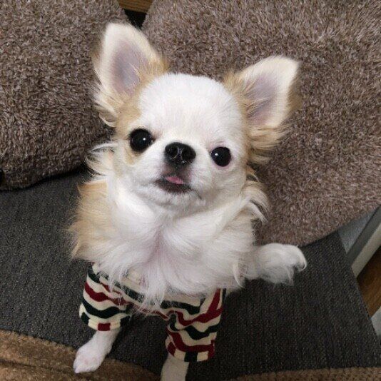 チワワ　あんこ  