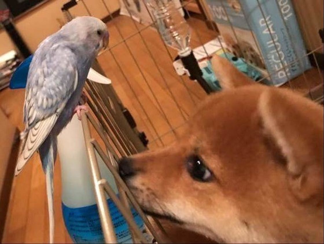 猫 ハムスター ウサギ 犬との 相性 って 正直どうなの いぬのきもちweb Magazine 猫 ハムスター ウサギ 犬との 相性 って 正直どうなの いぬのきもちweb Magazine