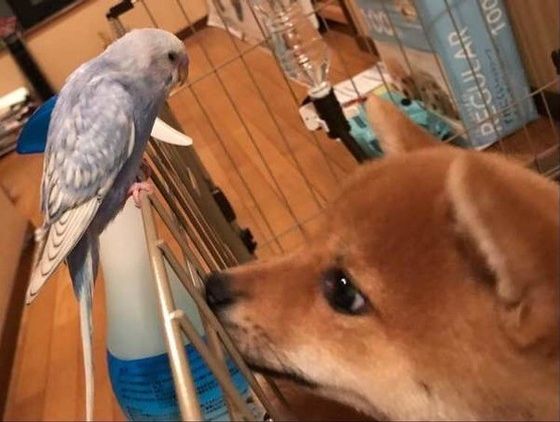 柴犬とインコ