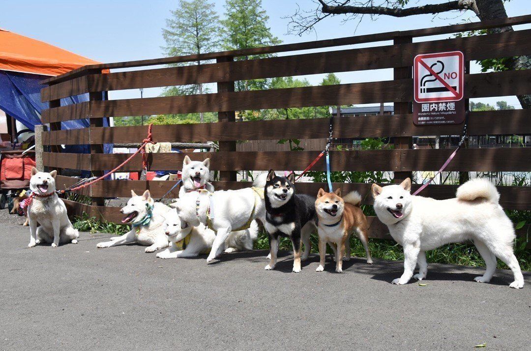 柴犬大集合！