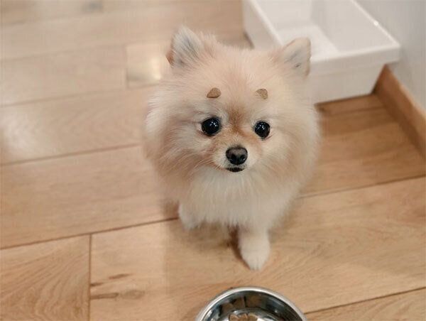 おじゃる丸のようなぽぽちゃん