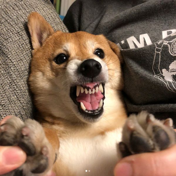 肉球をいじられる柴犬