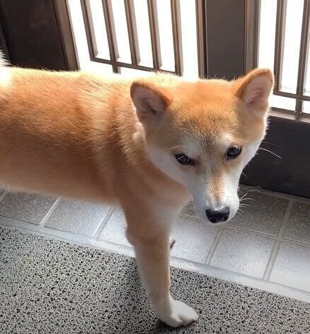 この世の終わり の表情 お留守番だと言われた柴犬 明らかにしょんぼりしちゃう いぬのきもちweb Magazine