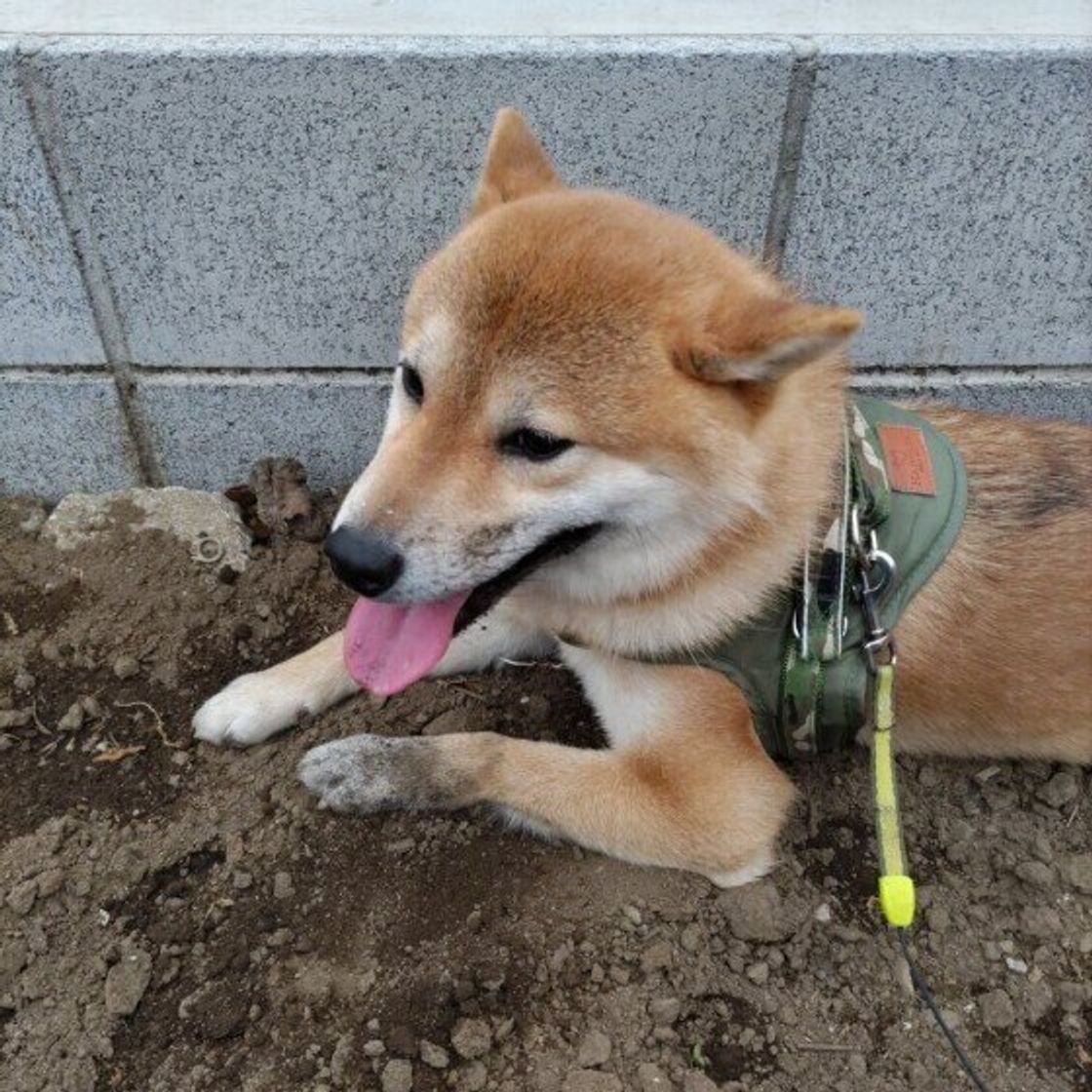 ホリホリしたくなる犬のホンネ とは 土を掘る犬 を調査 獣医師解説 いぬのきもちweb Magazine ホリホリしたくなる犬のホンネ とは 土を掘る犬 を調査 獣医師解説 いぬのきもちweb Magazine