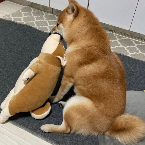 怒られてもイタズラを繰り返すふう太くん