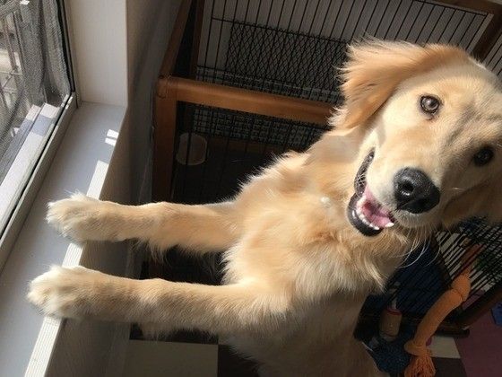 可愛いゴールデン