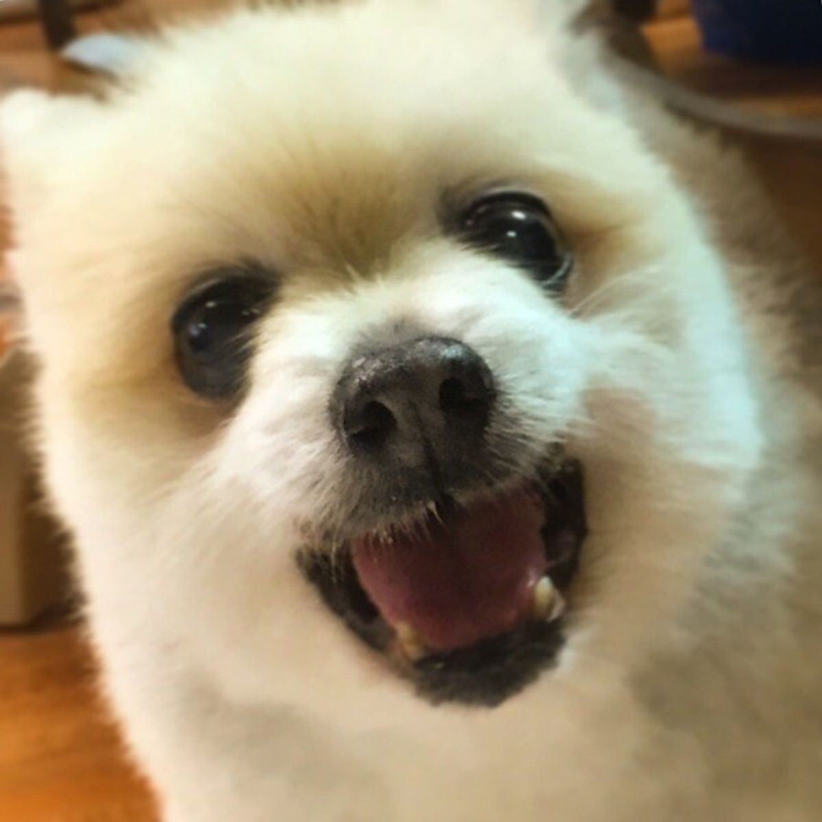 犬が吠えるのはなぜ しつけの前に知っておきたい犬が吠える理由 いぬのきもちweb Magazine 犬が吠えるのはなぜ しつけの前に知っておきたい犬が吠える理由 いぬのきもちweb Magazine