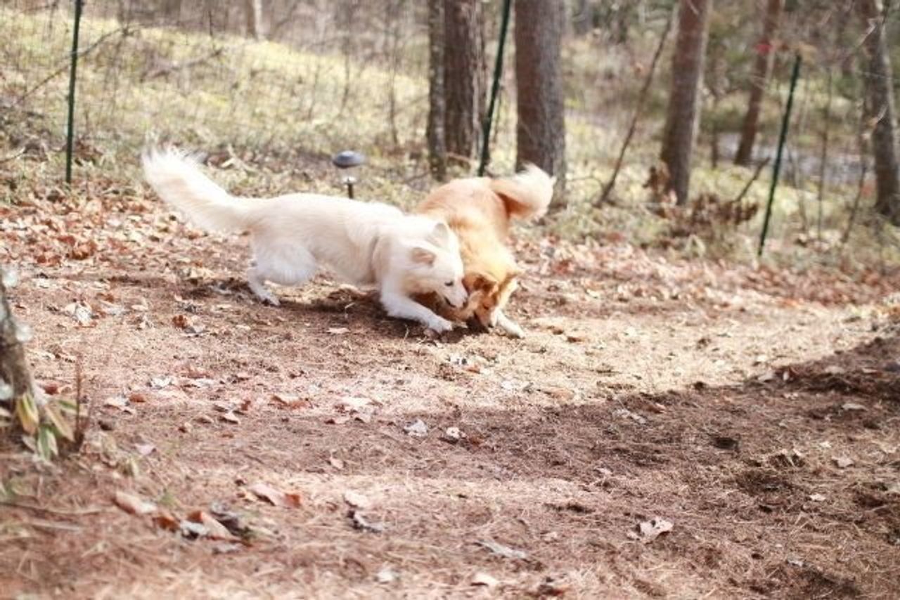 偽善の動物保護団体には気をつけようね でも本当は 穴澤賢の犬のはなし いぬのきもちweb Magazine 偽善の動物保護団体には気をつけようね でも本当は 穴澤賢の犬のはなし いぬのきもちweb Magazine
