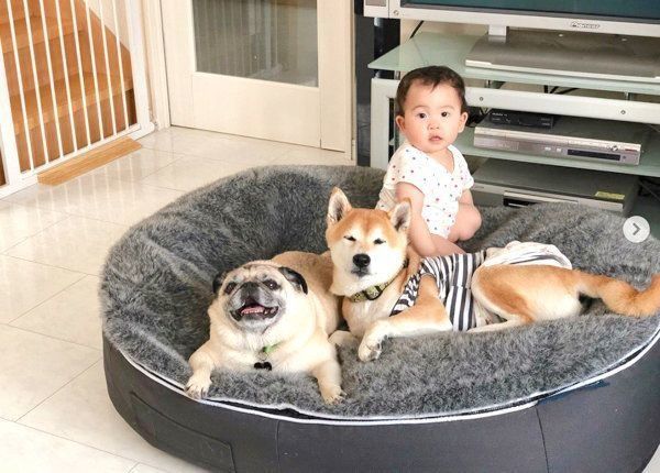仲良しな柴犬とパグと妹ちゃん