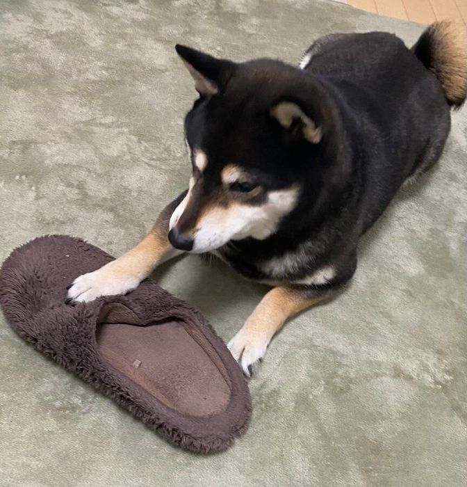 スリッパとあずきちゃん