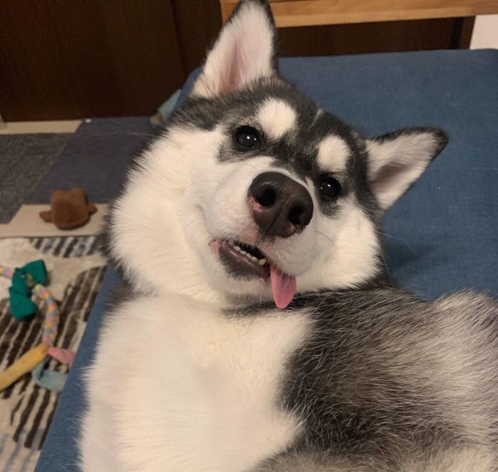 舌を出すリュックちゃん