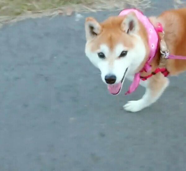 アイコンタクトの練習をするチコちゃん