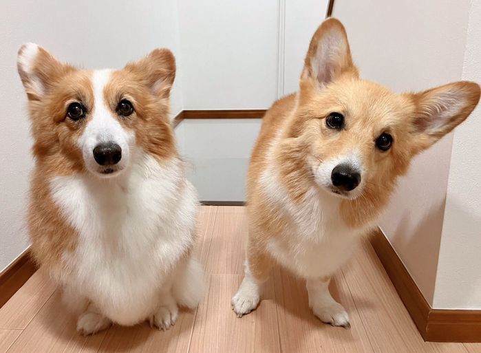 見つめる華ちゃん、麗ちゃん。