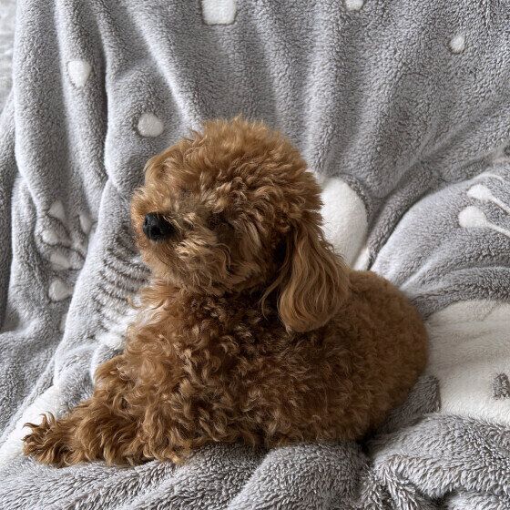 トイ・プードルのクーくん