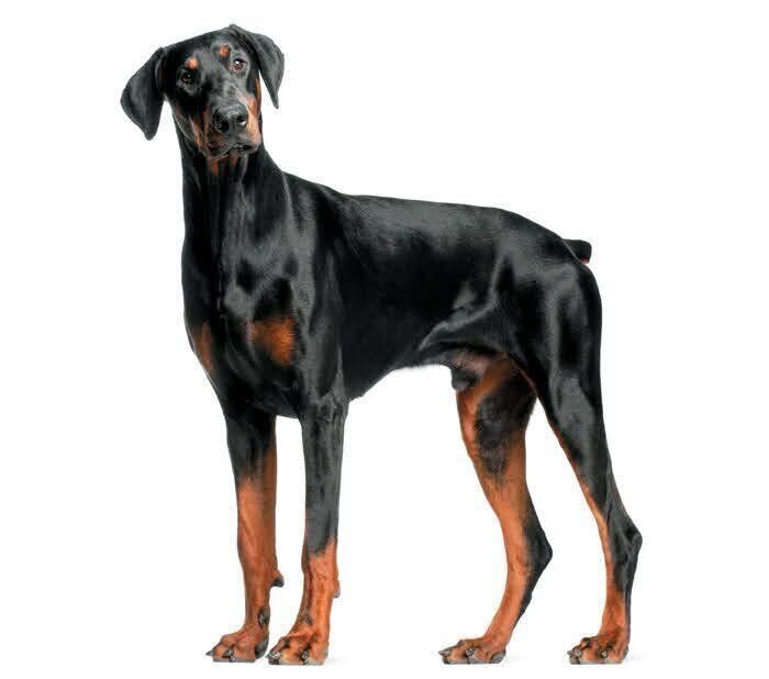 立っている犬