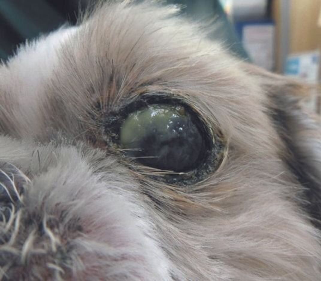 ドライアイ 低体温症 冬に気をつけたい犬の病気 って いぬのきもちweb Magazine ドライアイ 低体温症 冬に気をつけたい犬の病気 って いぬのきもちweb Magazine