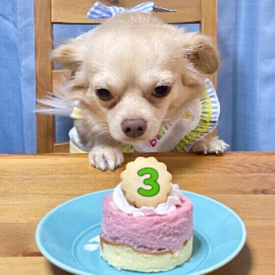 エプロンをし、椅子に座ってテーブルの上にある３歳の誕生日ケーキをじっと見つめているチワワ