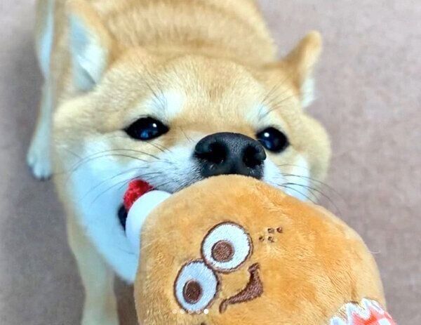 オモチャで遊ぶおまめちゃん