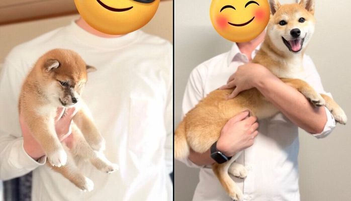 つくねちゃんのビフォーアフター写真