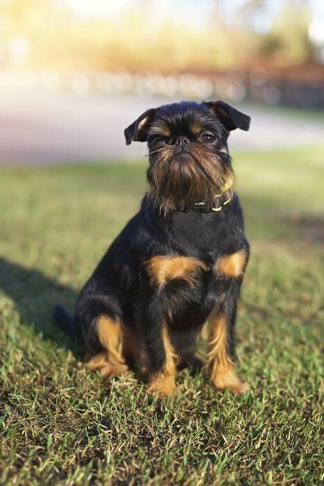 ベルジアン・グリフォン