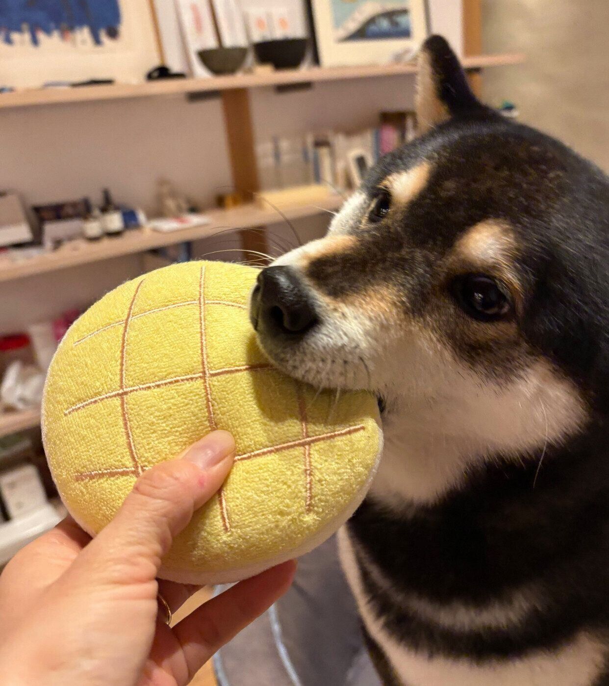 おもちゃをハムっとするロクくん