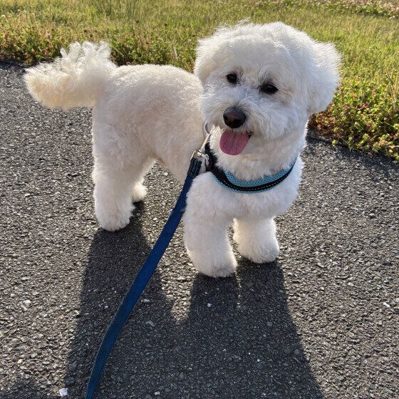 お散歩中のミックス犬