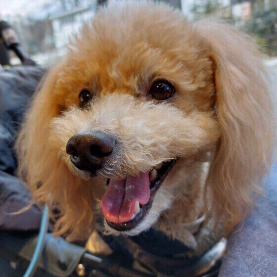 笑顔でお出かけするトイ・プードル