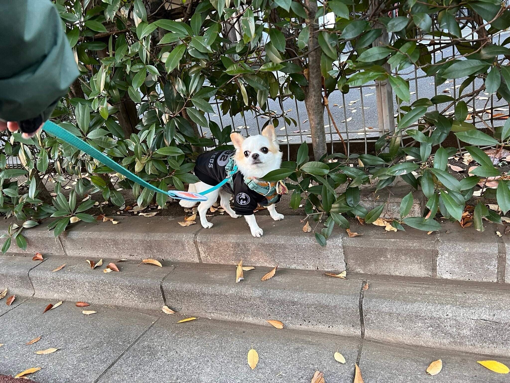 散歩中のいずも丸くん