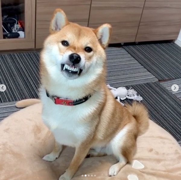 オコ顔になる柴犬