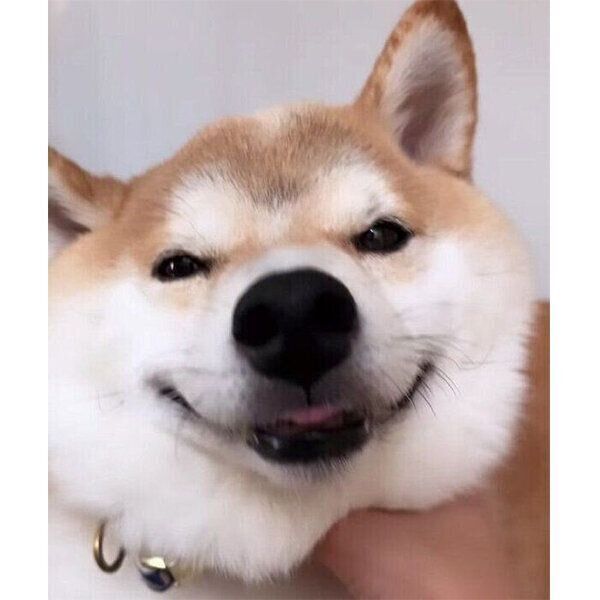 ナデナデしてもらうこてつくん