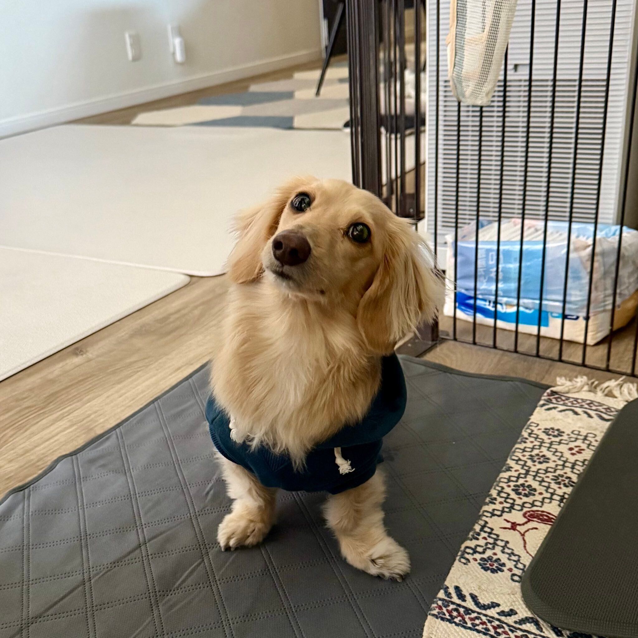 おやつ待ちのマロンくん　かわいすぎる