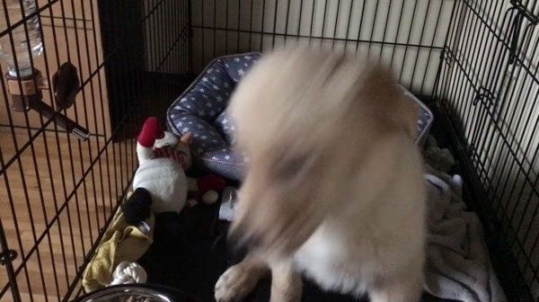 ゴハンを食べたいゴールデン・レトリーバー