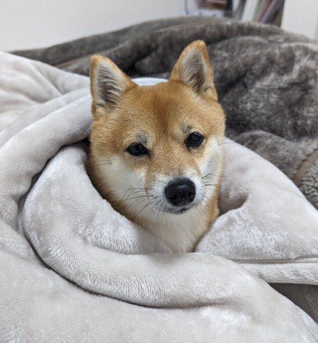 寒い日のモコモコ福ちゃん