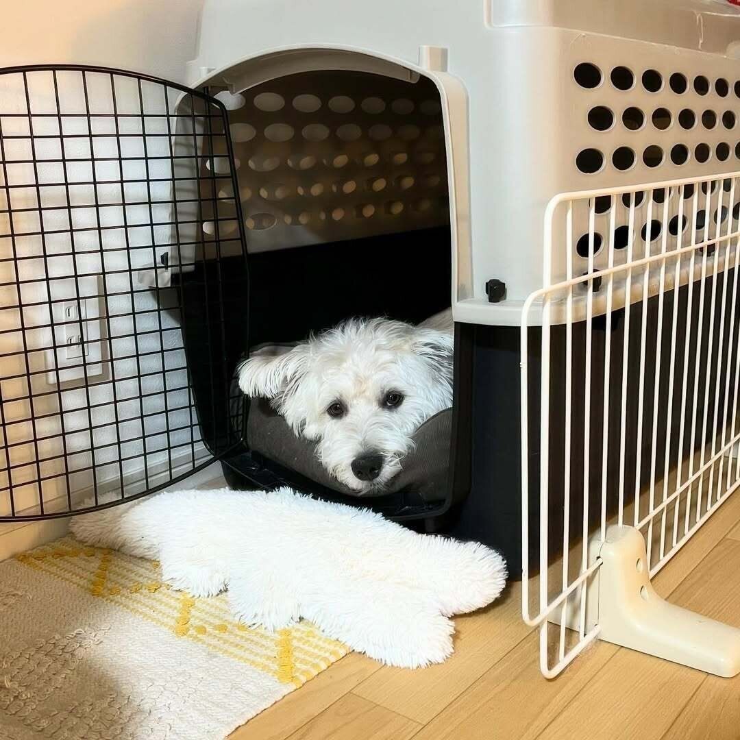 クレートの中に入るバジルくん